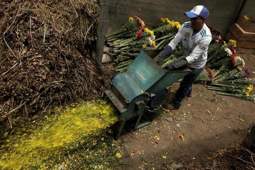 امحای شاخه گل‌های پرورشی در کاستاریکا به دلیل عدم امکان صادرات/ رویترز