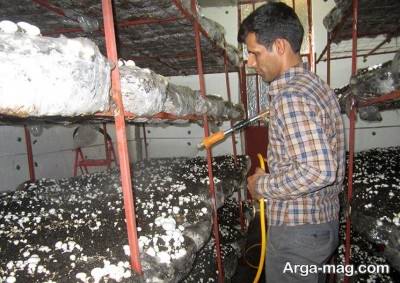 بذر قارچ و آنچه که باید بدانید